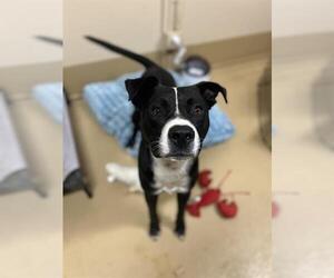 Labrador Retriever-Unknown Mix Dogs for adoption in Chula Vista, CA, USA