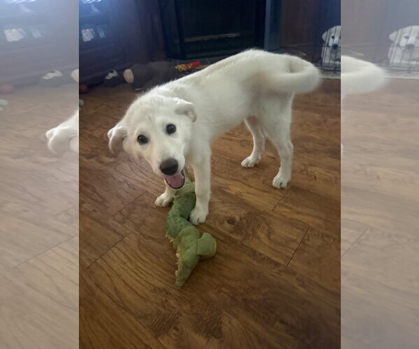 Medium Photo #3 Great Pyrenees Puppy For Sale in Dallas, TX, USA