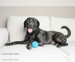 Small #2 Labrador Retriever Mix