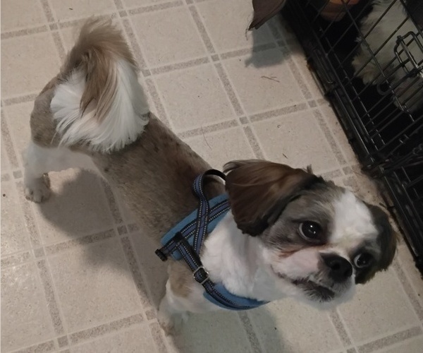 Medium Photo #1 Shih Tzu Puppy For Sale in SAINT CHARLES, MO, USA