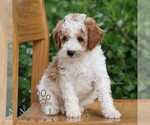 Small #3 Goldendoodle (Miniature)