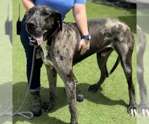 Great Dane Dogs for adoption in Camarillo, CA, USA
