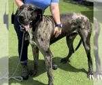Small Great Dane