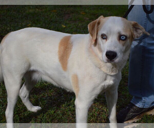 Medium Photo #4 Labrador Retriever-Unknown Mix Puppy For Sale in Rockaway, NJ, USA