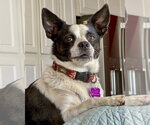 Small #6 Rat Terrier Mix