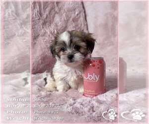Mal-Shi Puppy for sale in TEMPE, AZ, USA