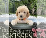Small Photo #10 Goldendoodle (Miniature) Puppy For Sale in PORT CHARLOTTE, FL, USA