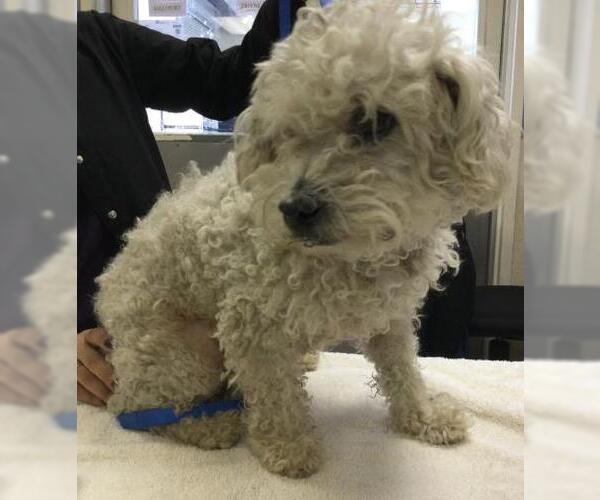 Medium Photo #1 Poodle (Miniature) Puppy For Sale in Riverside, CA, USA