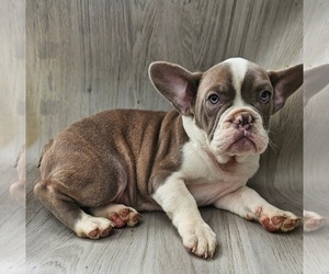 French Bulldog Puppy for sale in INDIANAPOLIS, IN, USA