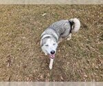 Small Photo #7 Siberian Husky Puppy For Sale in Pleasanton, TX, USA