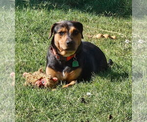 Catahoula Leopard Dog-Unknown Mix Dogs for adoption in Orange Grove, TX, USA