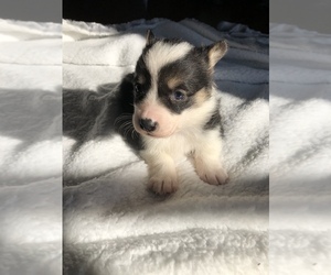 Pembroke Welsh Corgi Puppy for sale in ARTHUR, IL, USA