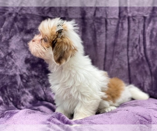 Medium Photo #3 Lhasa Apso Puppy For Sale in LAKELAND, FL, USA
