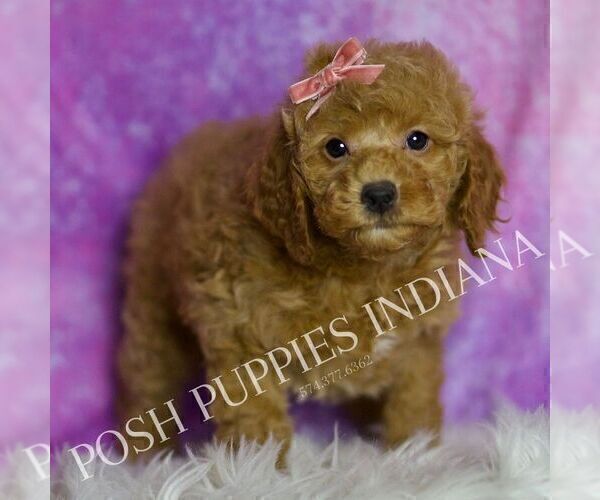 Medium Photo #6 Goldendoodle (Miniature) Puppy For Sale in WARSAW, IN, USA