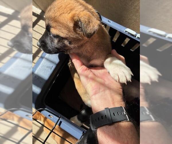 Medium Photo #1 German Shepherd Dog-Unknown Mix Puppy For Sale in Chula Vista, CA, USA