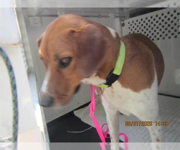 Medium Photo #1 Beagle-Unknown Mix Puppy For Sale in Santa Rosa, CA, USA
