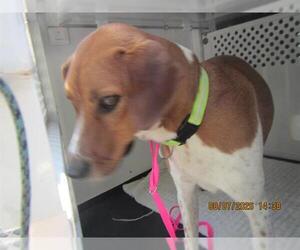 Beagle-Unknown Mix Dogs for adoption in Santa Rosa, CA, USA