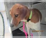 Small Beagle Mix