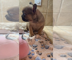 Medium American Bullnese-French Bulldog Mix