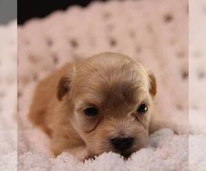 Maltipoo Puppy for sale in LADYSMITH, WI, USA