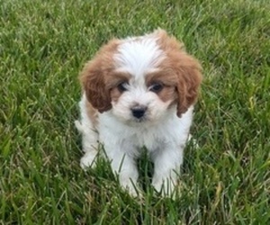 Cavapoo-Poodle (Miniature) Mix Puppy for sale in GOSHEN, IN, USA