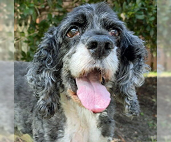 Medium Photo #1 Cocker Spaniel Puppy For Sale in Arlington, VA, USA