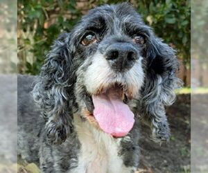 Cocker Spaniel Dogs for adoption in Arlington, VA, USA