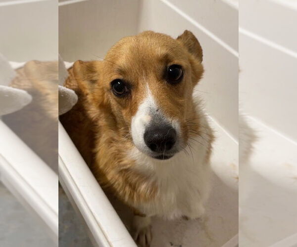 Medium Photo #4 Mutt Puppy For Sale in Portland, IN, USA