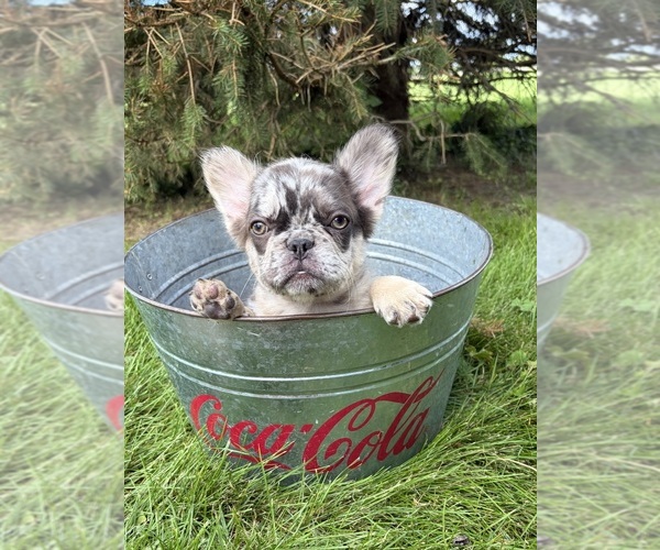 Medium Photo #6 French Bulldog Puppy For Sale in MIDDLEBURY, IN, USA