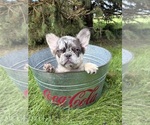 Small #5 French Bulldog