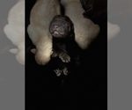 Small Photo #1 Labrador Retriever Puppy For Sale in MC LEANSBORO, IL, USA