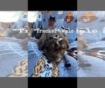 Small Photo #2 Aussiedoodle Puppy For Sale in LEBANON, MO, USA