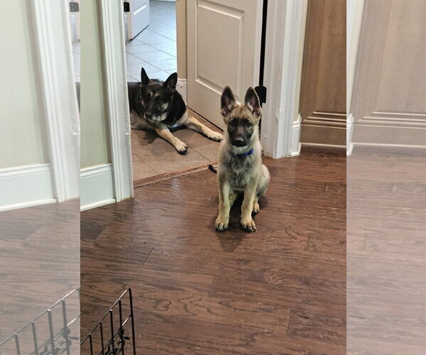Medium Photo #3 German Shepherd Dog Puppy For Sale in La Grange , NC, USA