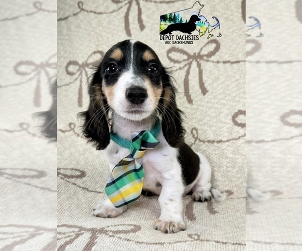 Medium Photo #3 Dachshund Puppy For Sale in SOUTH EASTON, MA, USA
