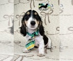 Small #2 Dachshund