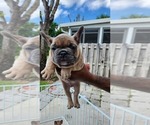 Small Photo #5 French Bulldog Puppy For Sale in WEST PALM BEACH, FL, USA