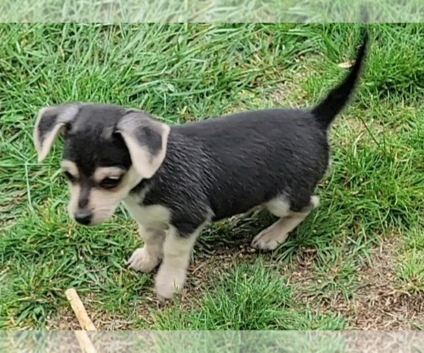 Medium Photo #3 Chihuahua Puppy For Sale in EVERETT, WA, USA