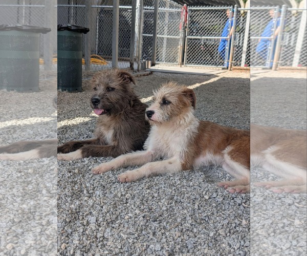 Medium Photo #4 Mutt Puppy For Sale in Shelburne, VT, USA