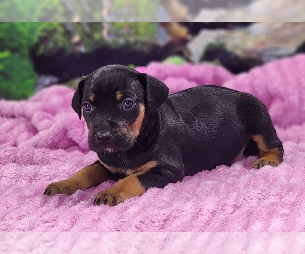 Medium Photo #3 Catahoula Leopard Dog Puppy For Sale in CUMBY, TX, USA