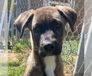 American Pit Bull Terrier-Unknown Mix Dogs for adoption in Longview, WA, USA