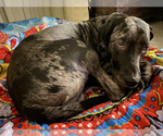 Small Photo #11 Catahoula Leopard Dog-Dalmatian Mix Puppy For Sale in THOUSAND OAKS, CA, USA