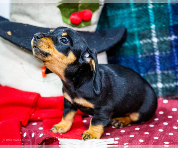 Medium Photo #2 Dachshund Puppy For Sale in WAKARUSA, IN, USA