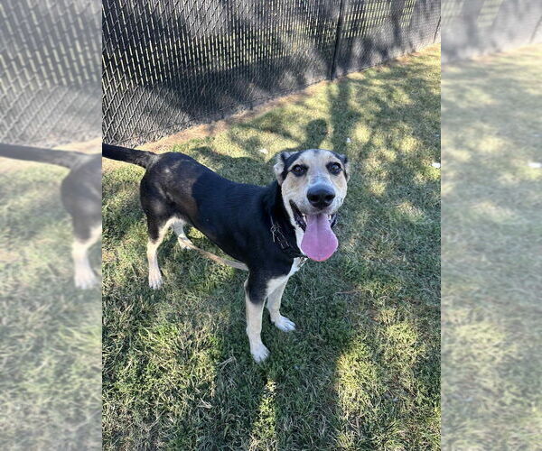 Medium Photo #2 Mutt Puppy For Sale in Evansville, IN, USA