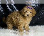 Small Photo #68 Maltipoo Puppy For Sale in WARSAW, IN, USA
