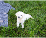 Small #3 English Cream Golden Retriever