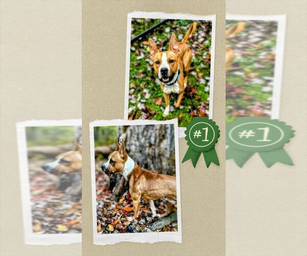 Medium Photo #3 Mutt Puppy For Sale in columbia, SC, USA