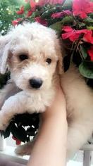 Labradoodle Puppy for sale in CLEVELAND, OH, USA