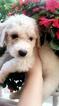 Small Photo #1 Labradoodle Puppy For Sale in CLEVELAND, OH, USA