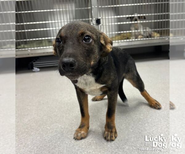 Medium Photo #1 Mutt Puppy For Sale in Washington, DC, USA