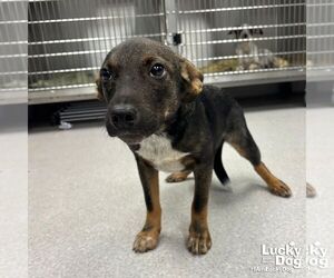 Mutt Dogs for adoption in Washington, DC, USA